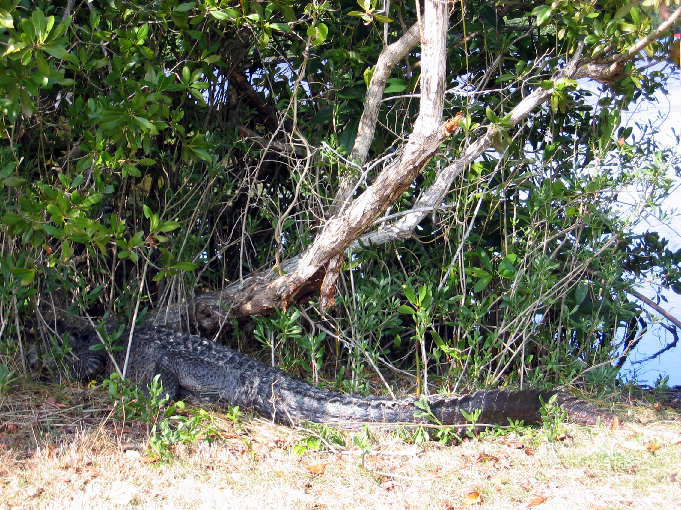 04 Gator Tail