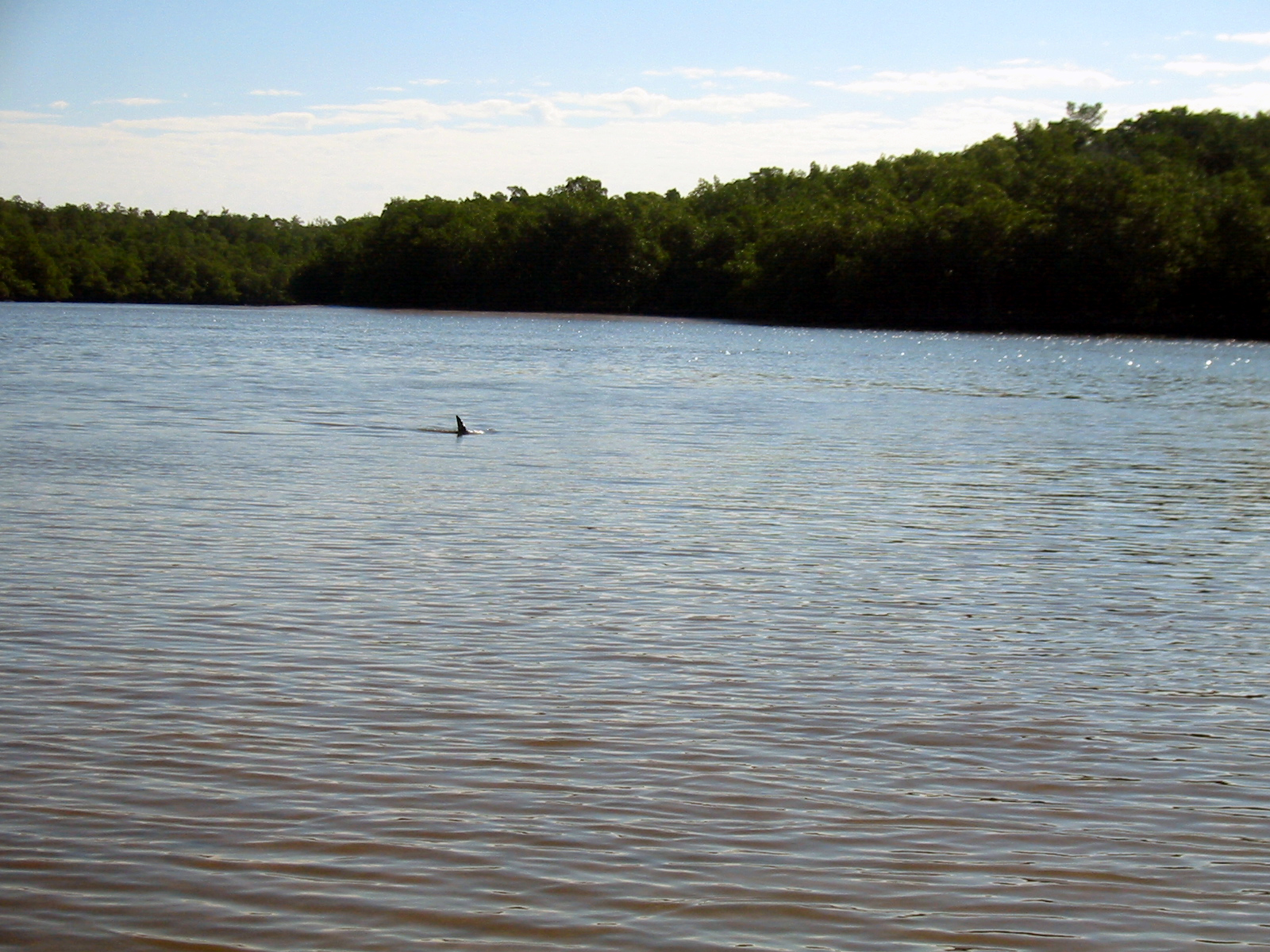 17 Shark River Dolphin