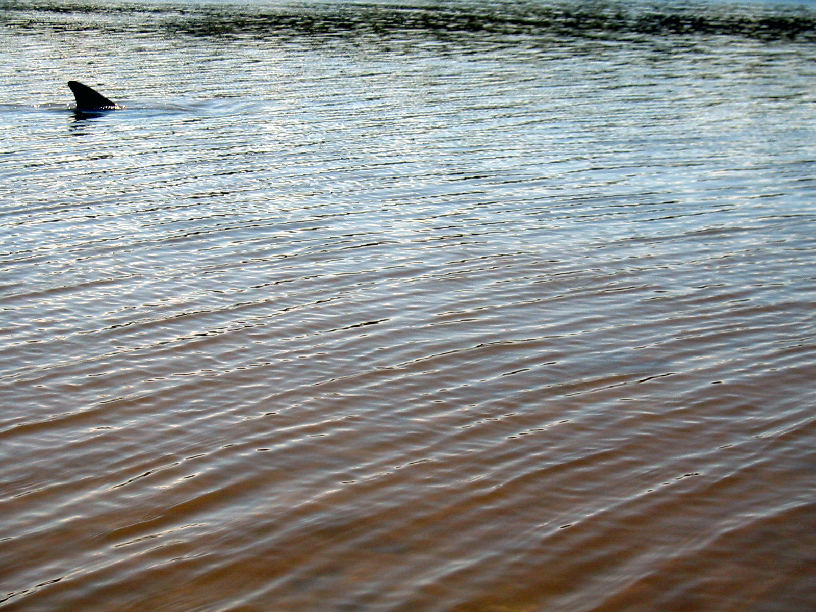 18 Shark River Dolphin