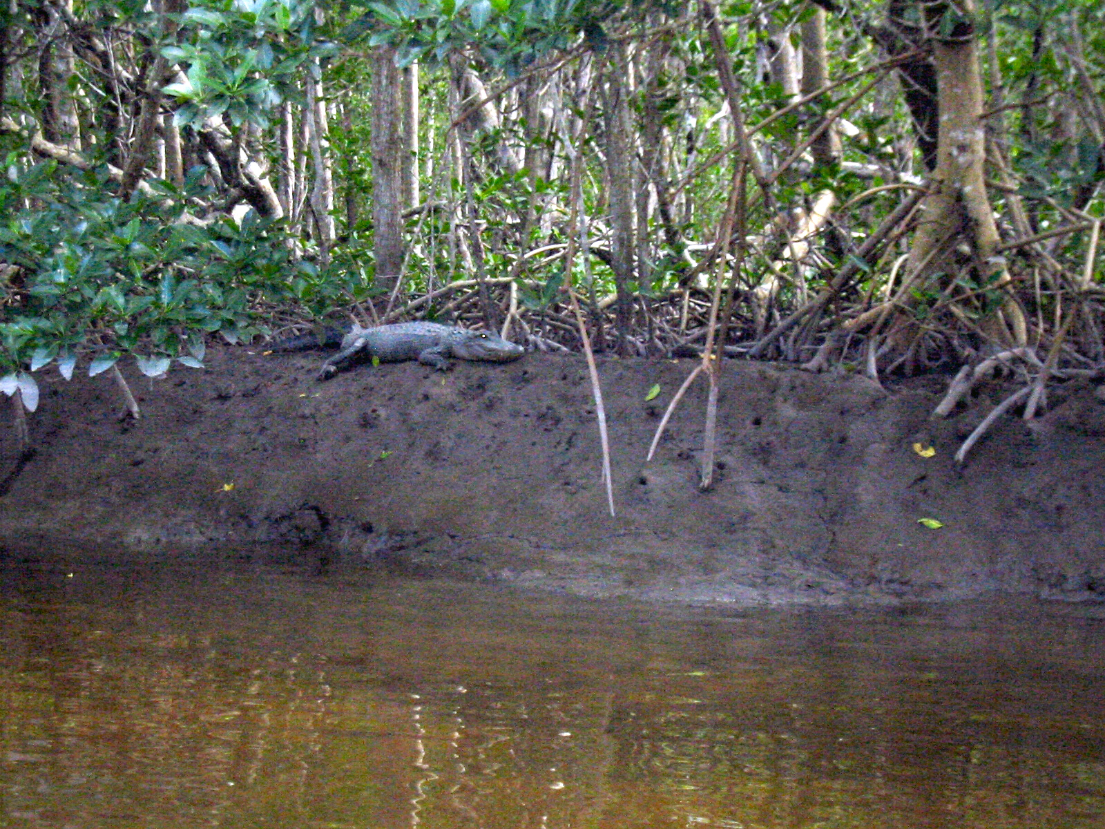 24 Harney River Gator