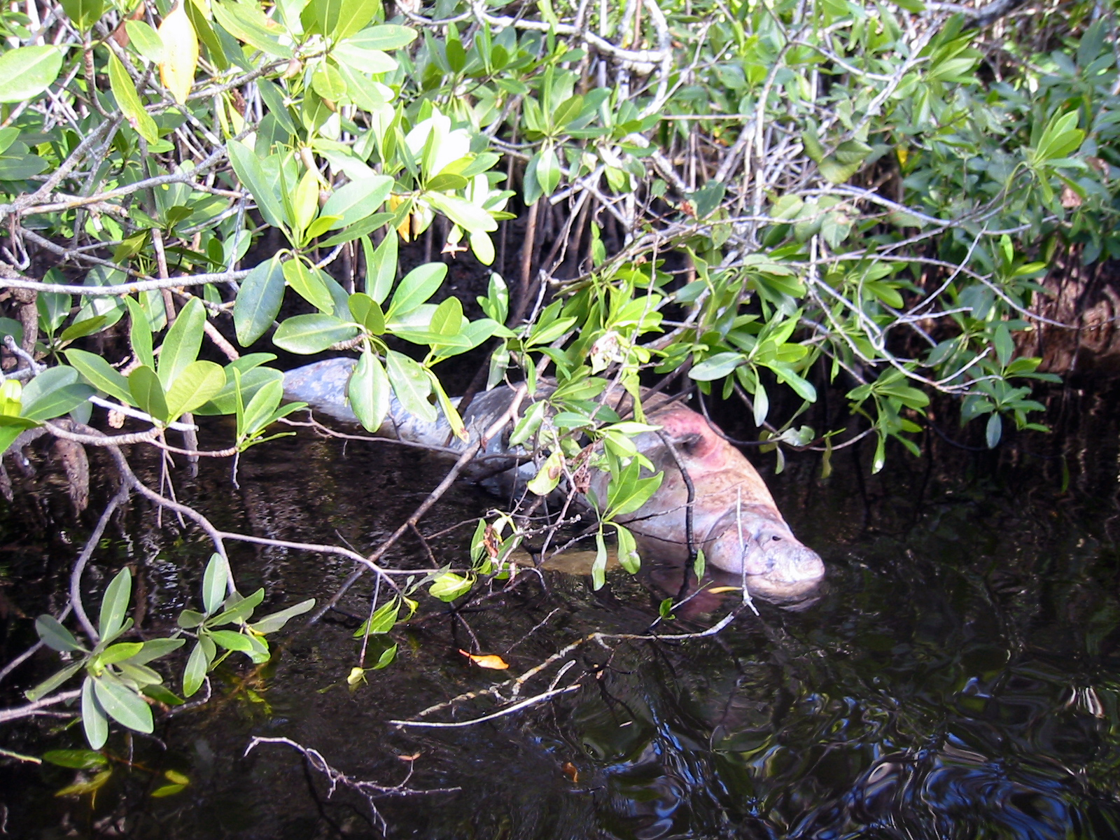 34 Dead Manatee