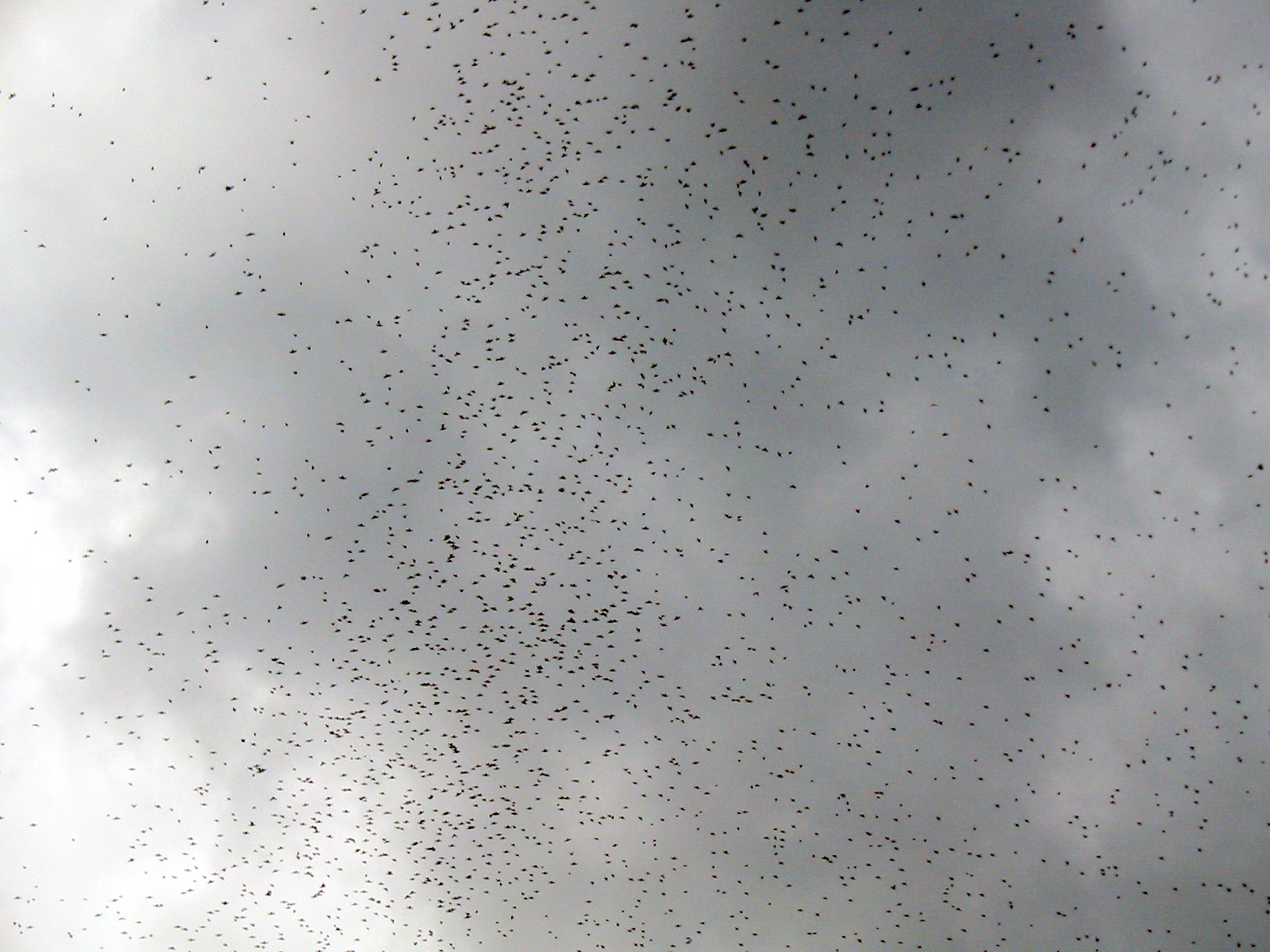40 Tree Swallow Swarm