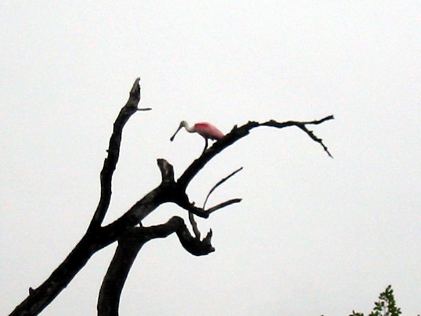 47 Roseate Spoonbill