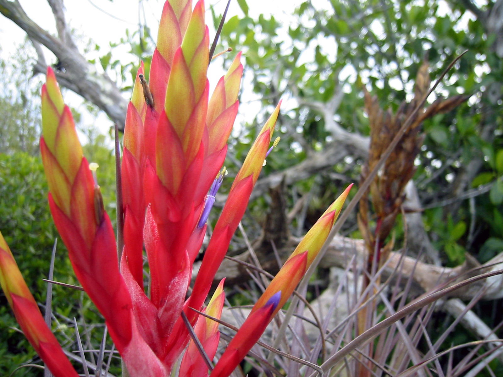 51 Bromeliad Flower