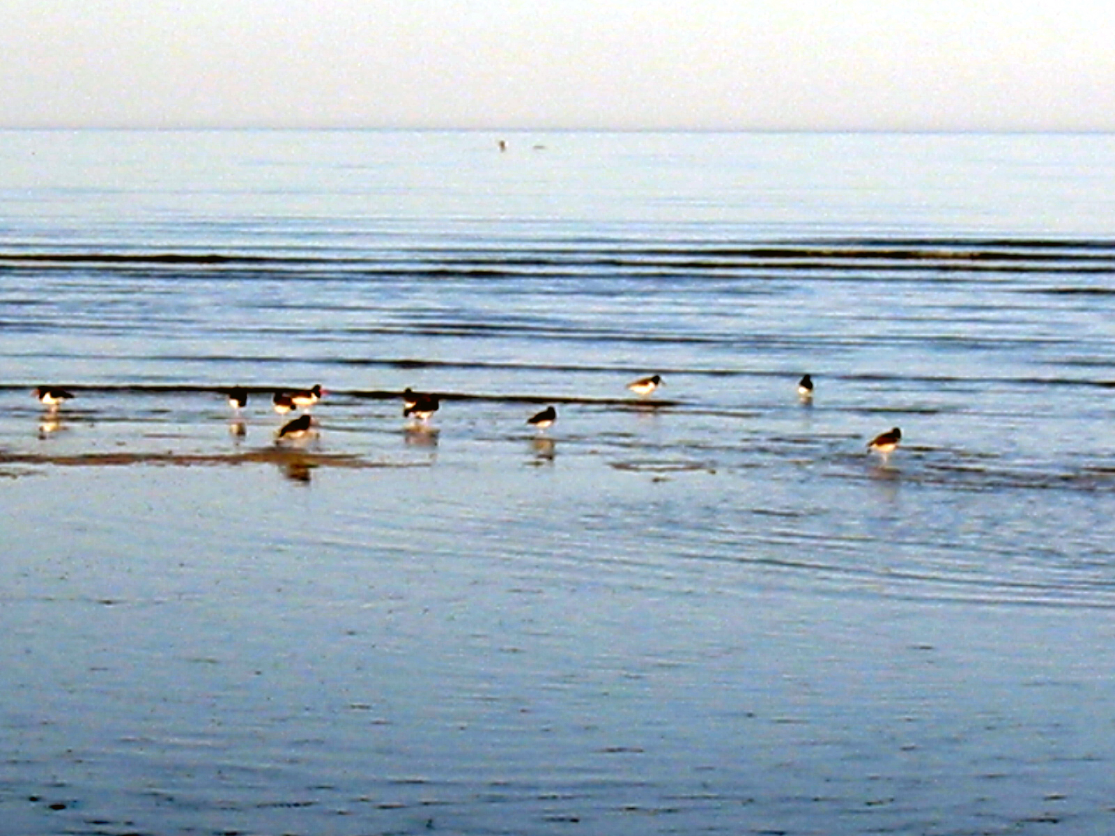 60 Oyster Catchers
