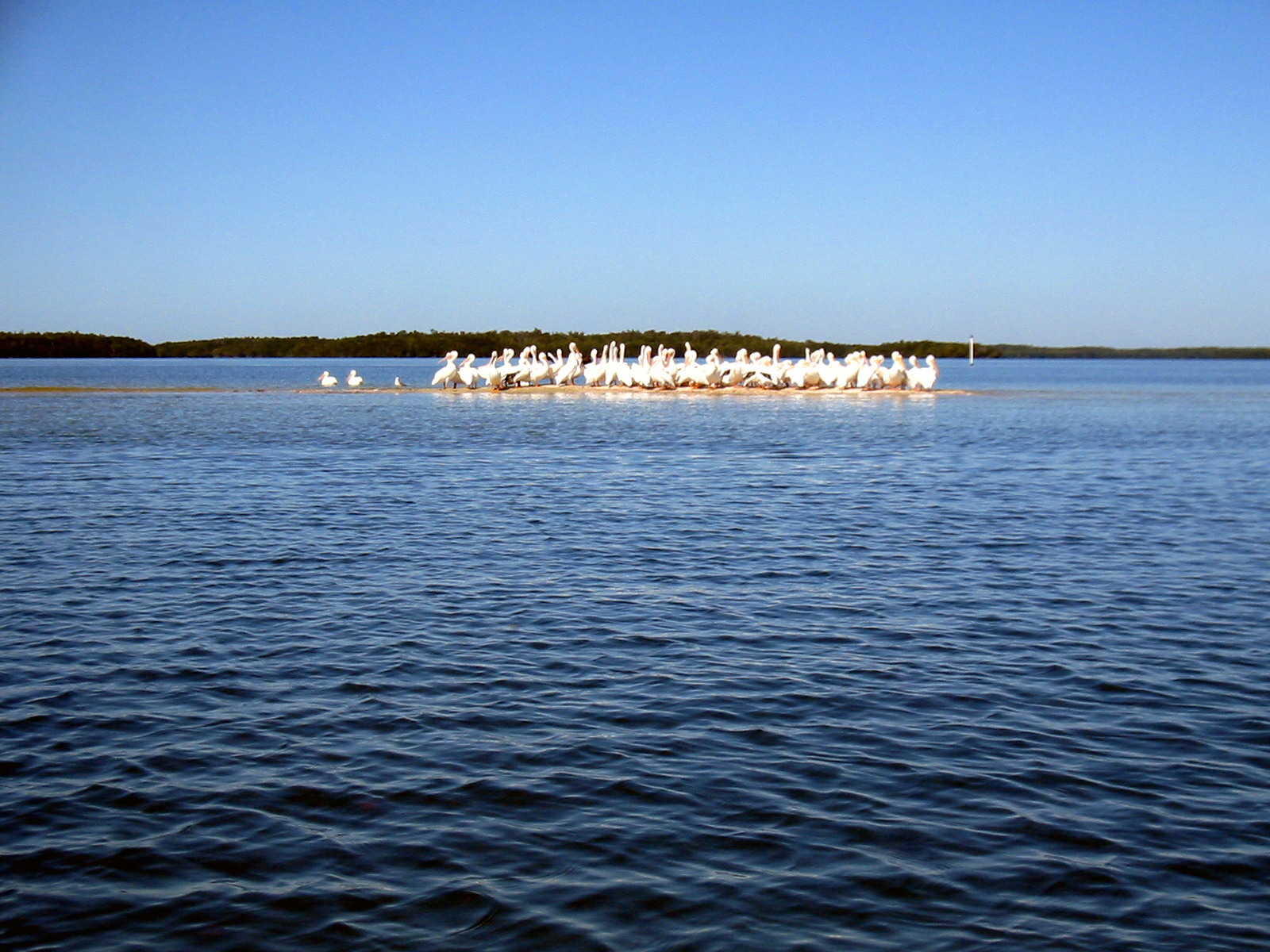 61 White Pelicans