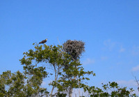08 Osprey North River