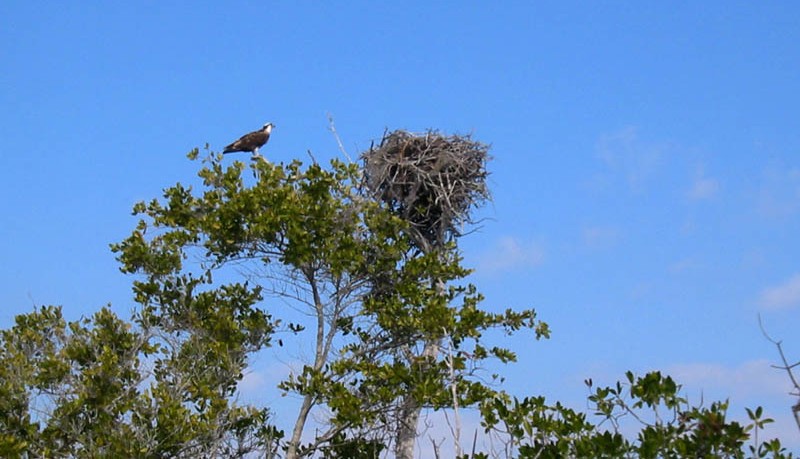 Osprey North River