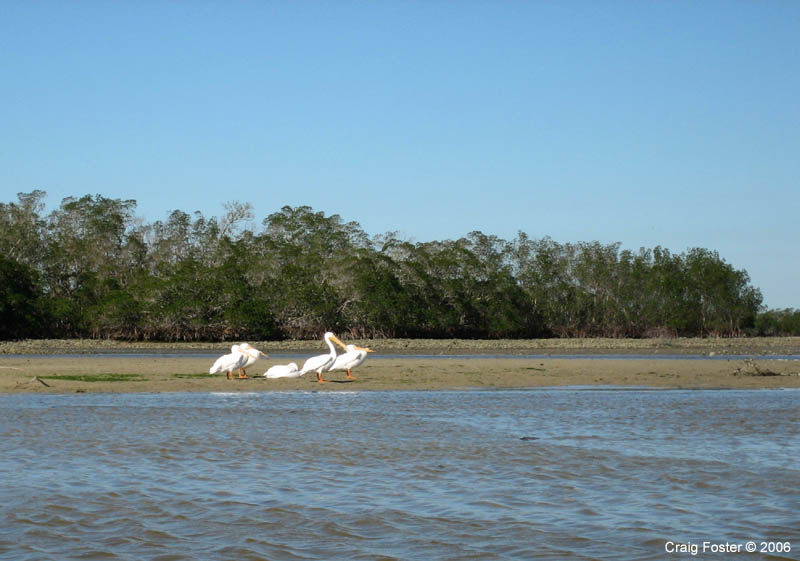 03 White Pelicans Cf