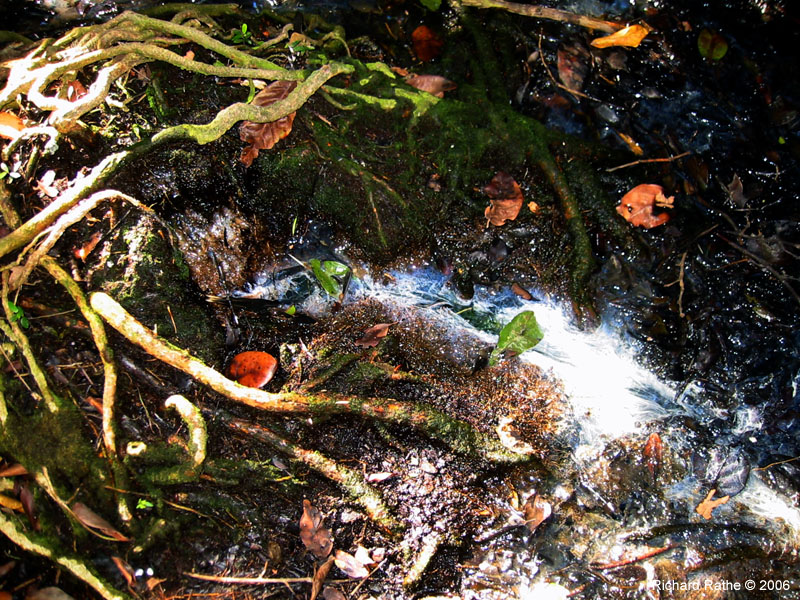 05 Sandfly Spring