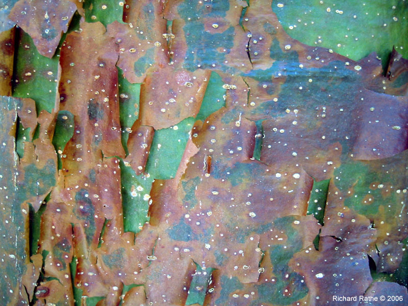07 Gumbo Limbo