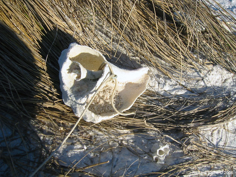 08 Shell Anchor