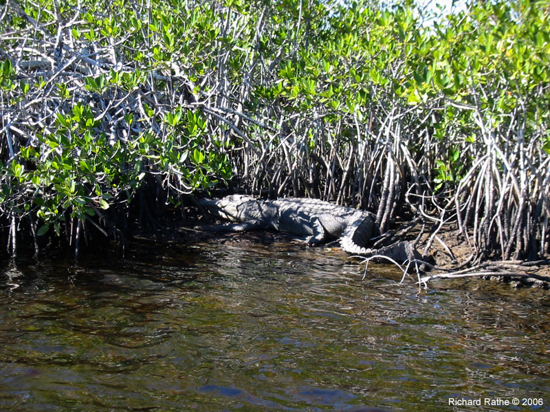 19 Sweetwater Gator