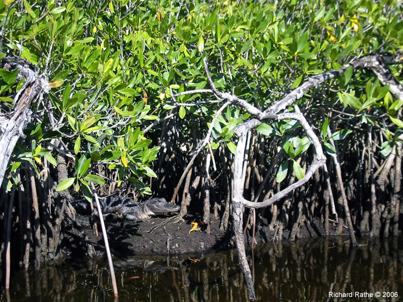 20 Sweetwater Gator