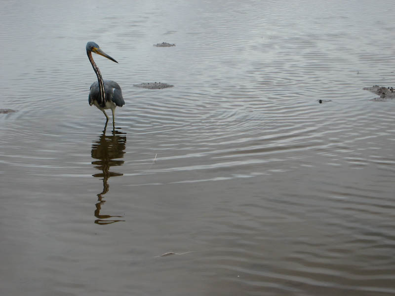 12 Tricolor Heron