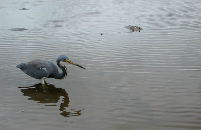 13 Tricolor Heron