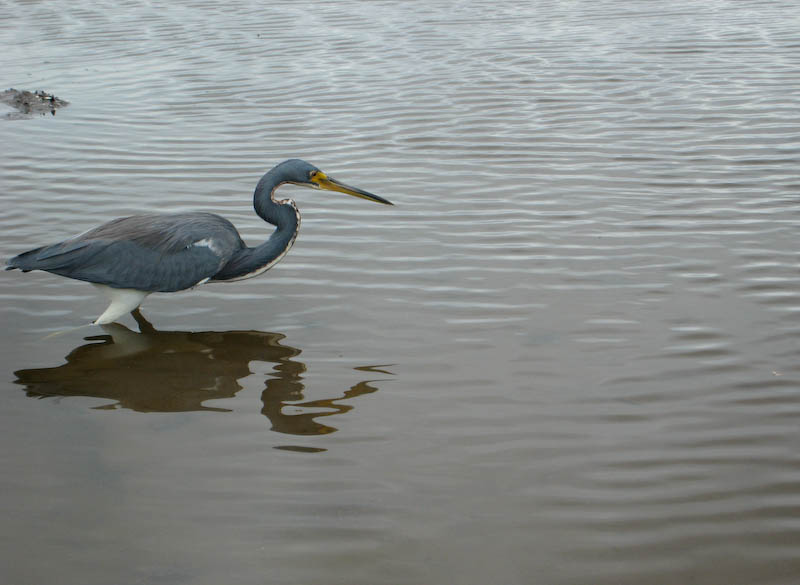 14 Tricolor Heron