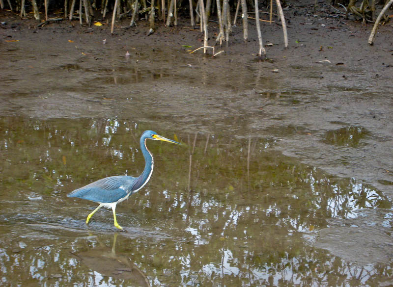 15 Tricolor Heron