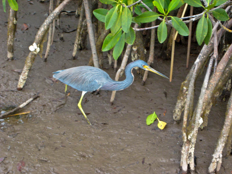 16 Tricolor Heron