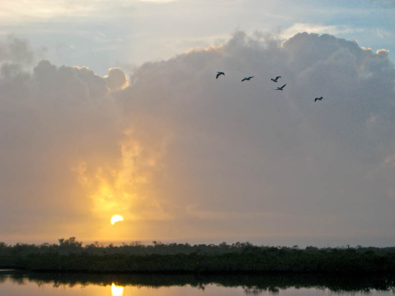 20 White Pelicans Sunrise