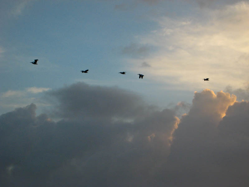 21 White Pelicans Sunrise