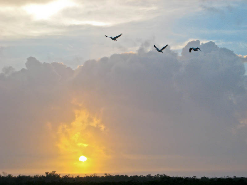 22 White Pelicans Sunrise
