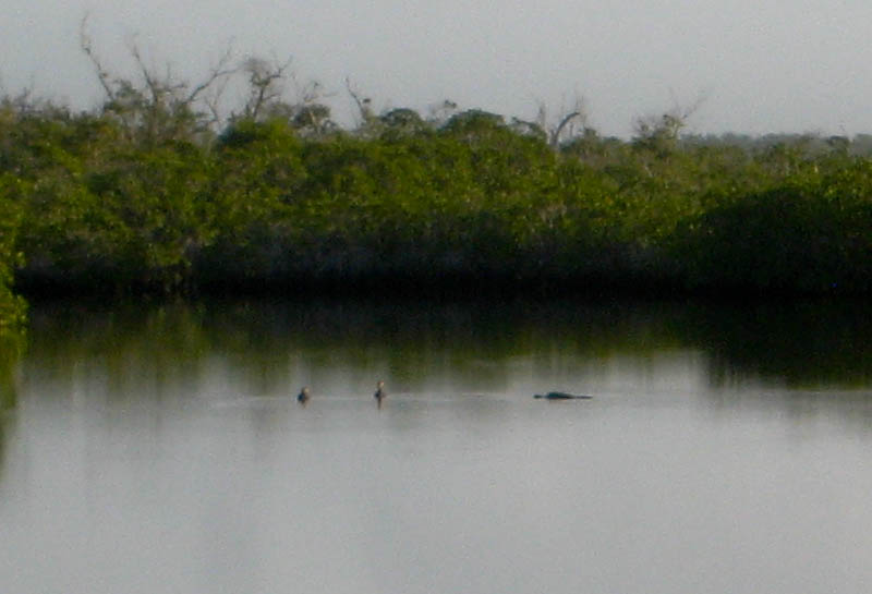 24 North River Gator