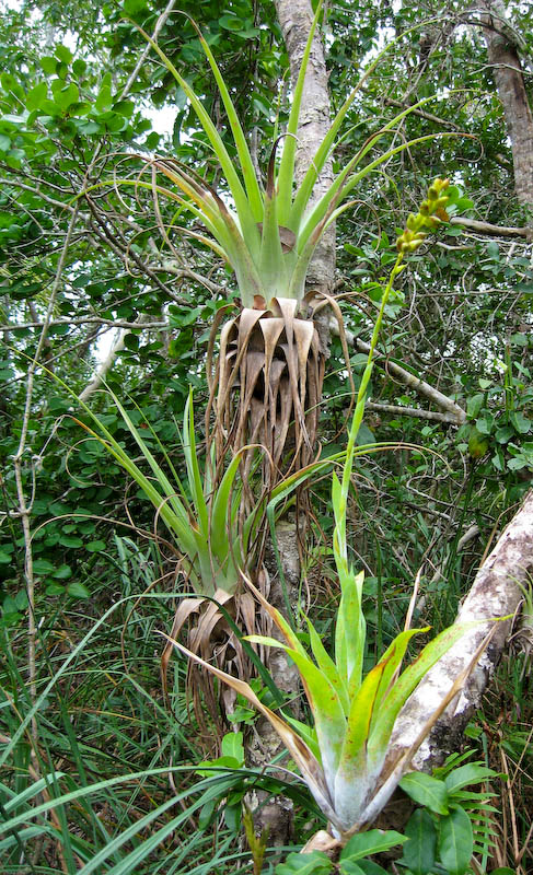 33 Lane Bay Flora