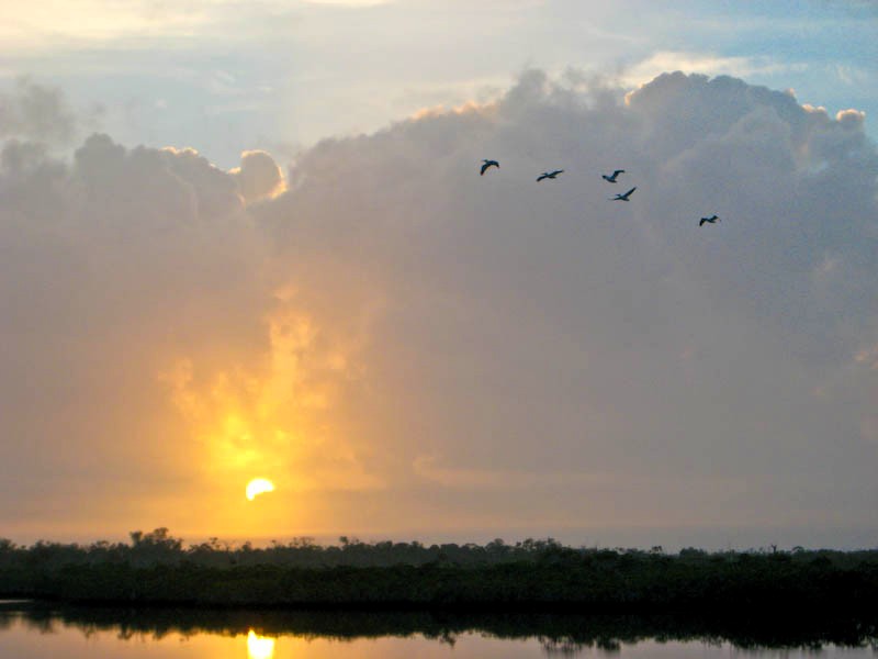 Everglades
