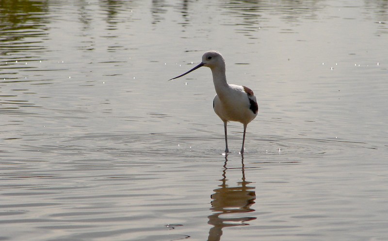 Everglades