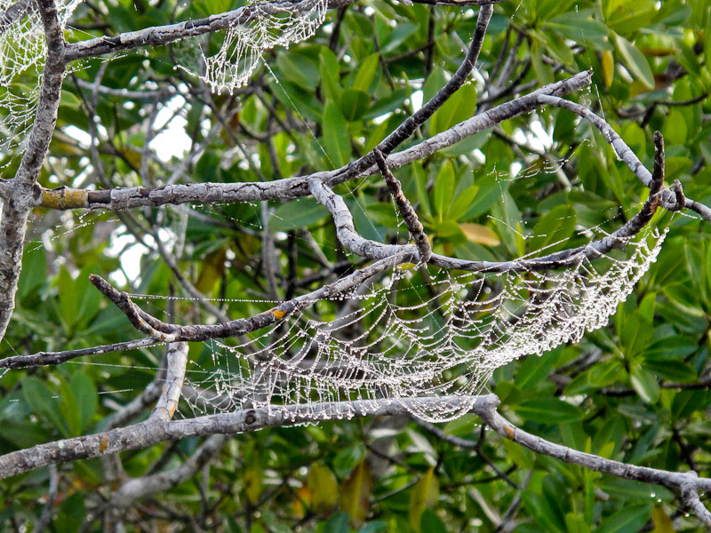 Img 1391