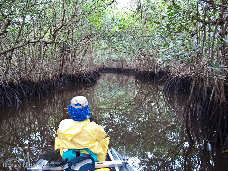 Img 2053 Mangrove Tunnel