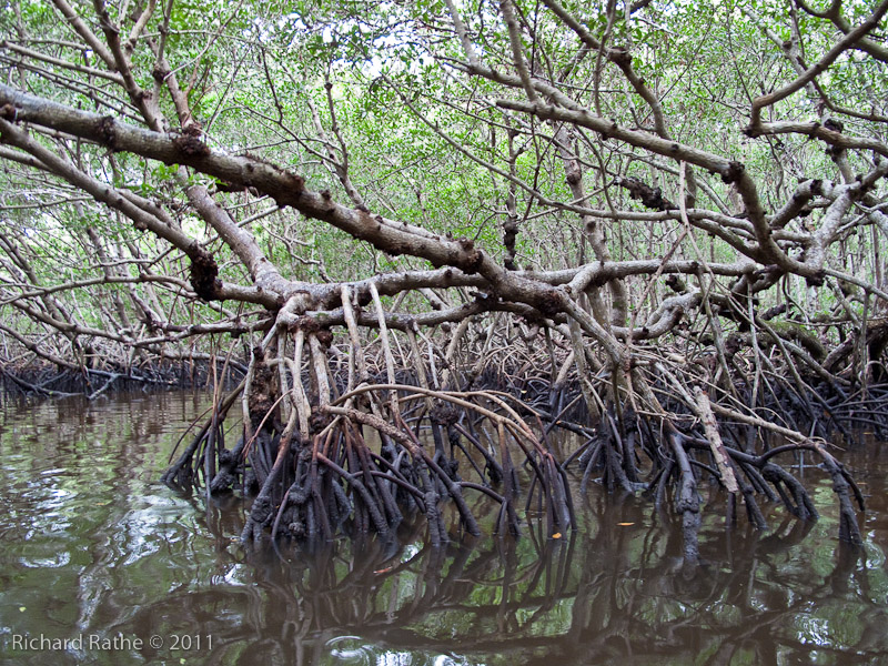 Img 2060 Mangrove Tunnel