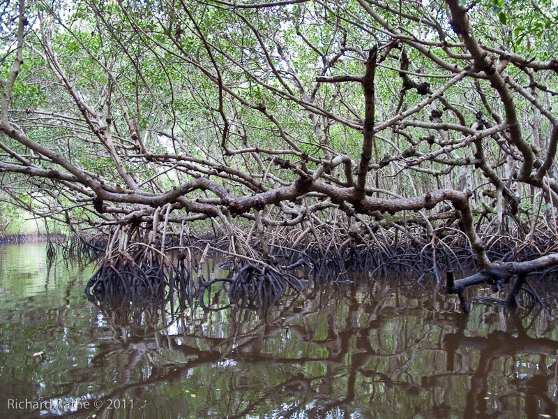 Img 2063 Mangrove Tunnel