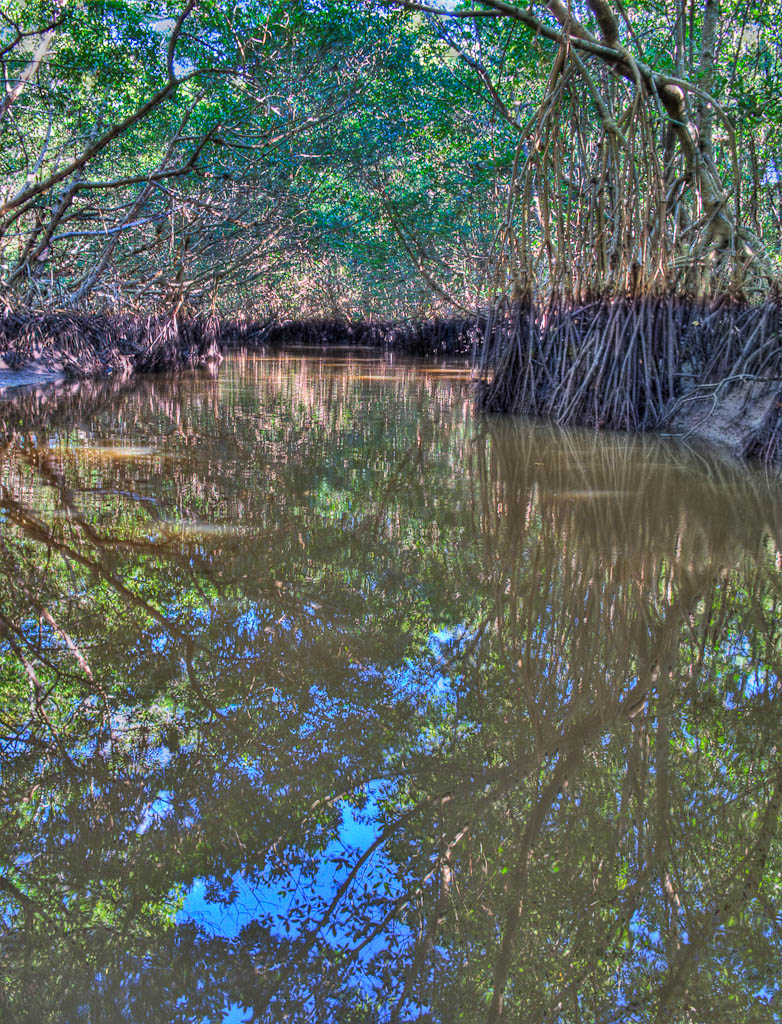 Everglades 2012 10