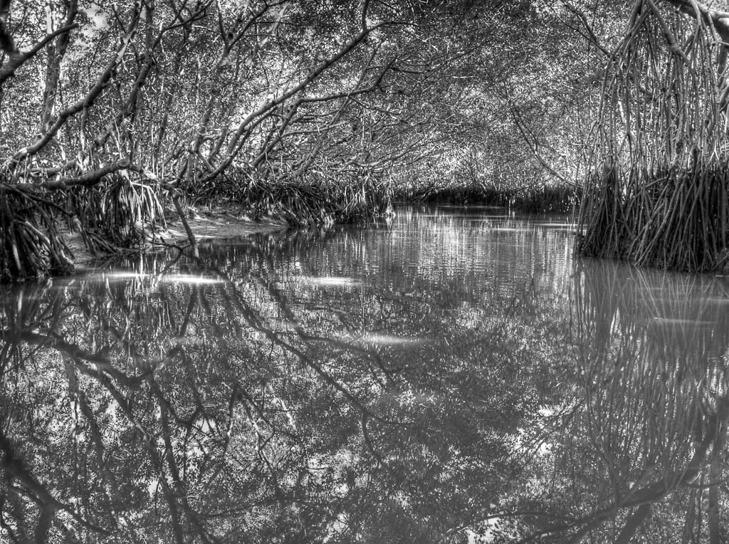 Everglades 2012 11