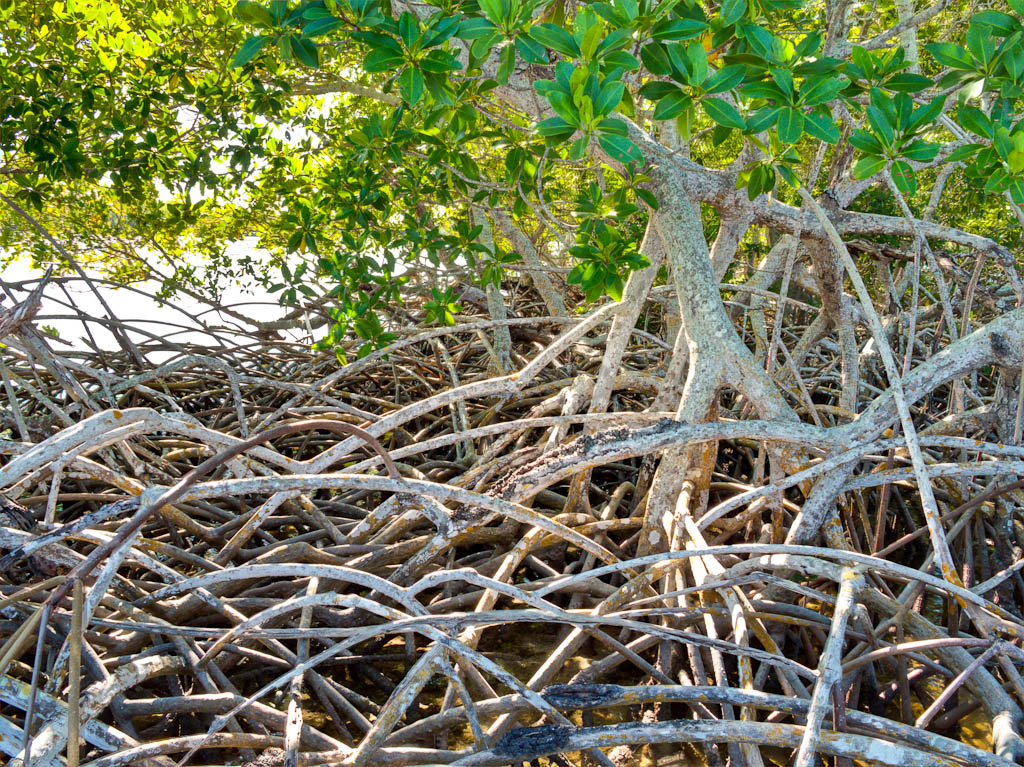 Everglades 2012 21