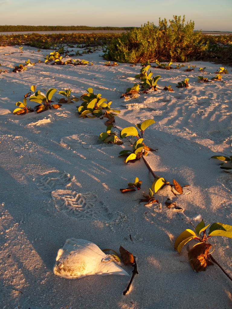 Everglades 2012 33