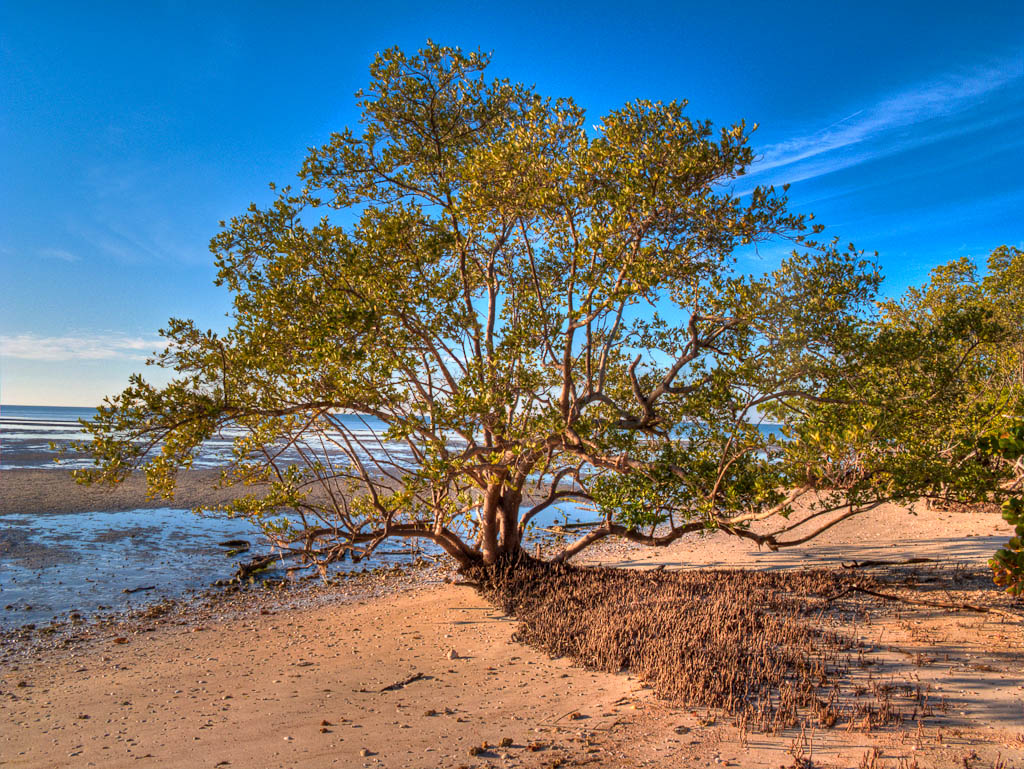 Everglades 2012 34