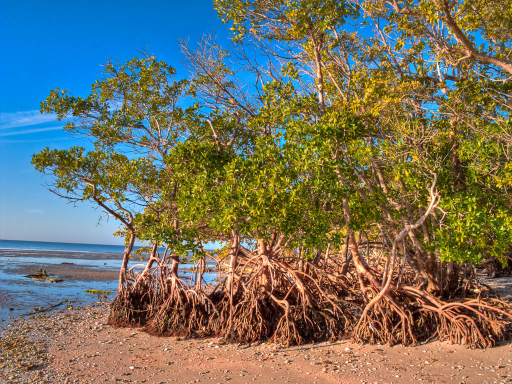 Everglades 2012 35