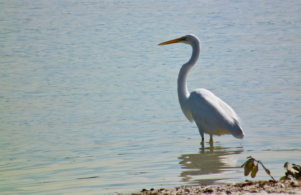 Everglades 2012 44