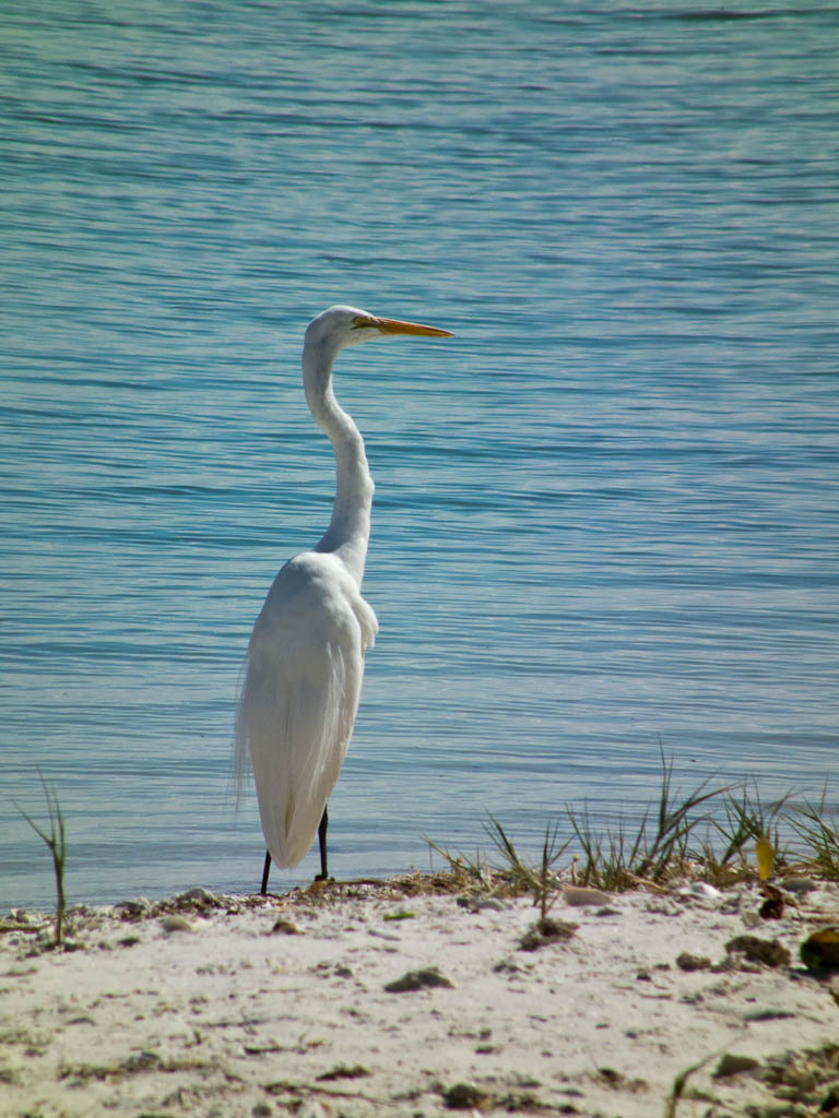 Everglades 2012 47