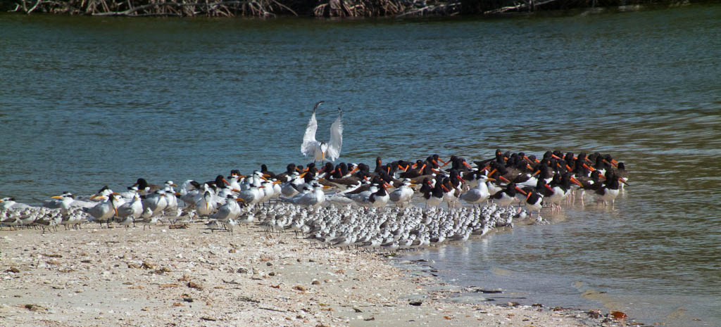 Everglades 2012 48