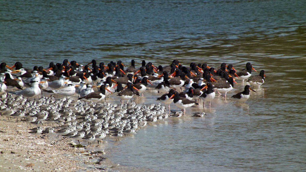 Everglades 2012 49