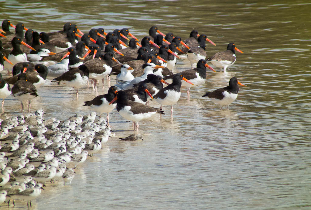 Everglades 2012 50
