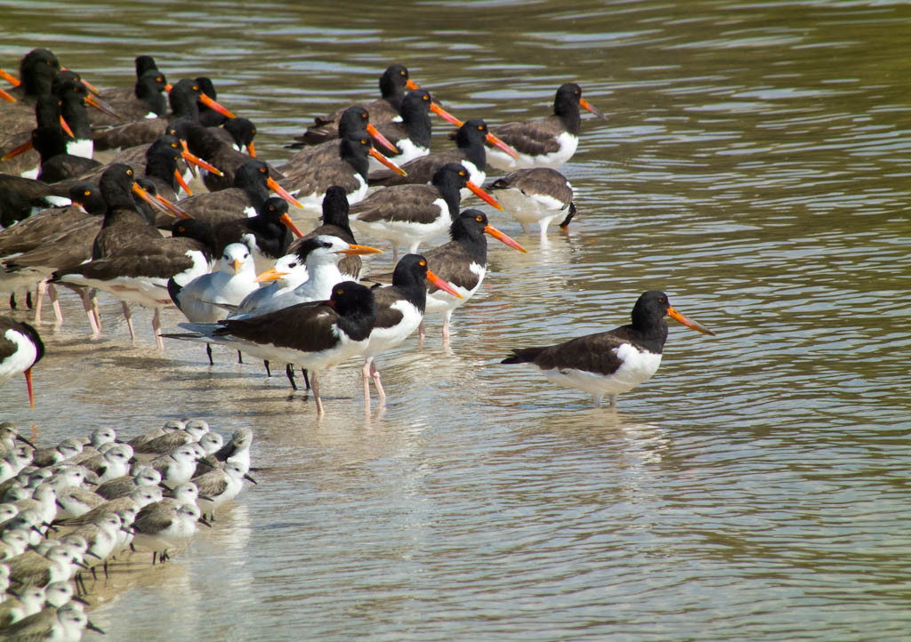 Everglades 2012 51