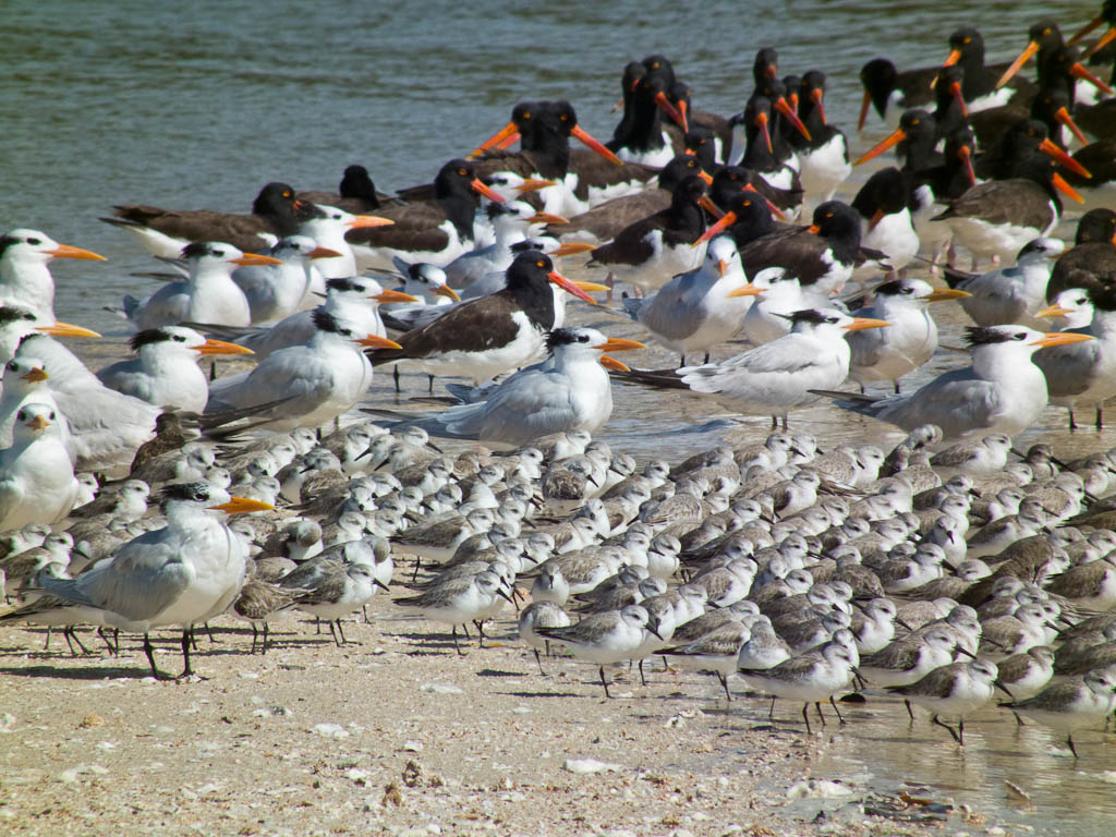 Everglades 2012 52