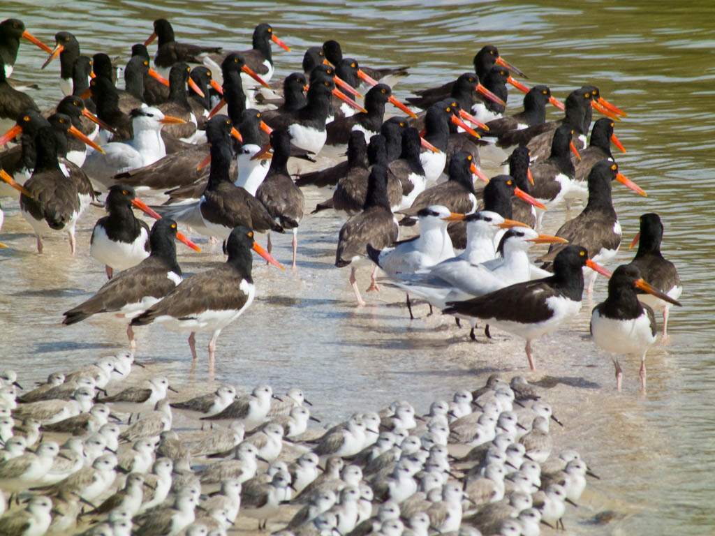 Everglades 2012 53