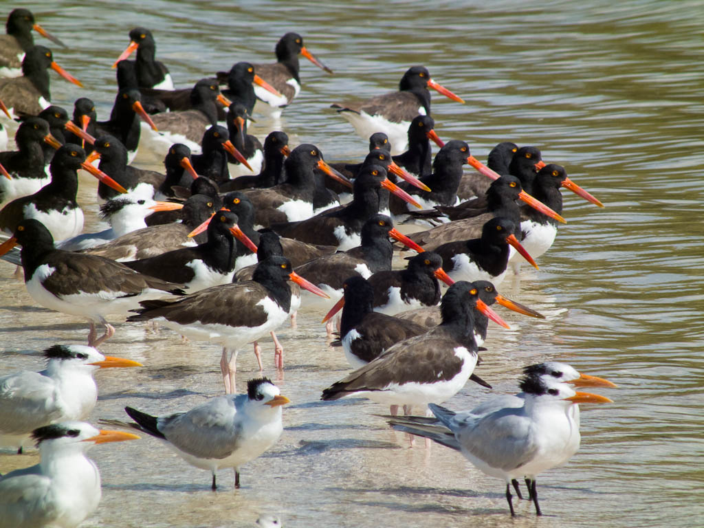 Everglades 2012 54