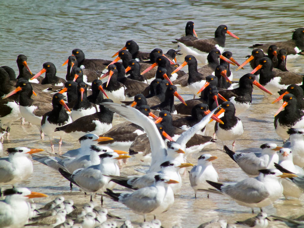 Everglades 2012 55